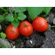 Пролисок семена томата дет. раннего окр. 90-110 гр. (GL Seeds)