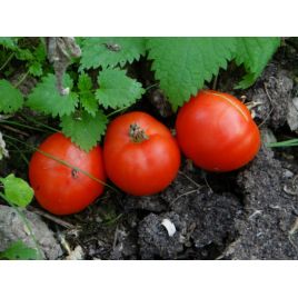 Пролисок семена томата дет. раннего окр. 90-110 гр. (GL Seeds)