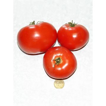 Сент-Пьер семена томата индет среднего 105-110 дн окр 180-300 гр (GL Seeds)