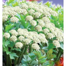 Лекарь семена любистока (GL Seeds)