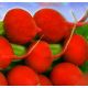 Игрок семена редиса раннего 20-22 дн. окр.-овал. 20-35 гр. (GL Seeds)