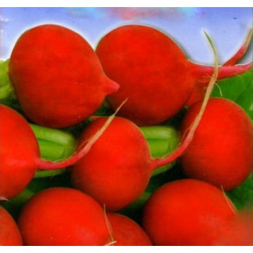 Игрок семена редиса раннего 20-22 дн. окр.-овал. 20-35 гр. (GL Seeds)