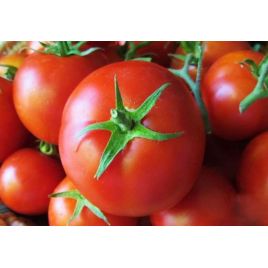 Геркулес семена томата дет. среднего 120-130 дн. окр. 90-110 гр. (GL Seeds)