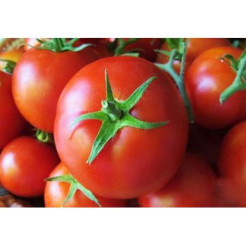 Геркулес семена томата дет. среднего 120-130 дн. окр. 90-110 гр. (GL Seeds)