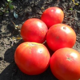 Каменный цветок семена томата дет. раннего 85-95 дн. окр. 200-250 гр. (GL Seeds)