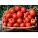 Магнат семена томата дет. раннего 95-100 дн. окр. 200-250 гр. (GL Seeds)