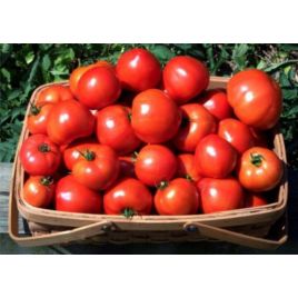 Магнат семена томата дет. раннего 95-100 дн. окр. 200-250 гр. (GL Seeds)