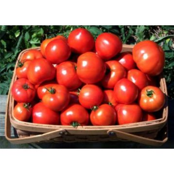 Магнат семена томата дет. раннего 95-100 дн. окр. 200-250 гр. (GL Seeds)