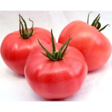 Розовая мечта семена томата индет. раннего 90-100 дн. окр.-припл. 300-400 гр. роз. (GL Seeds)