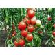 Мазарини семена томата индет. сердц. 300-700 гр. роз. (GL Seeds)