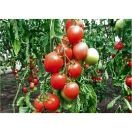 Мазарини семена томата индет. сердц. 300-700 гр. роз. (GL Seeds)