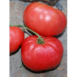 Розовый слон семена томата индет. среднего 105-110 дн. окр. 300-400 гр. роз. (GL Seeds)