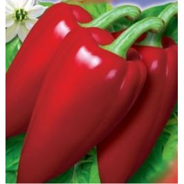 Букет Востока семена перца сладкого тип Венгерский среднего красн (GL Seeds)