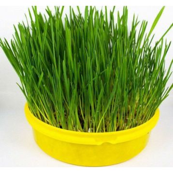 Лесси семена зелени для щенков (GL Seeds)