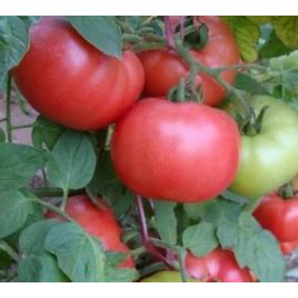 Демидов семена томата дет среднего 105-110 дн окр 110-150 гр роз (GL Seeds)