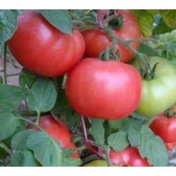 Демидов семена томата дет среднего 105-110 дн окр 110-150 гр роз (GL Seeds)