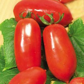 Миколка семена томата дет. среднего 115-120 дн. слив. 70-90 гр. (GL Seeds)