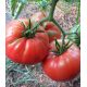 Канары семена томата индет. среднего 112-118 дн. сердц. до 800 гр. (GL Seeds)