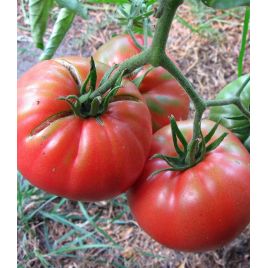 Канары семена томата индет. среднего 112-118 дн. сердц. до 800 гр. (GL Seeds)