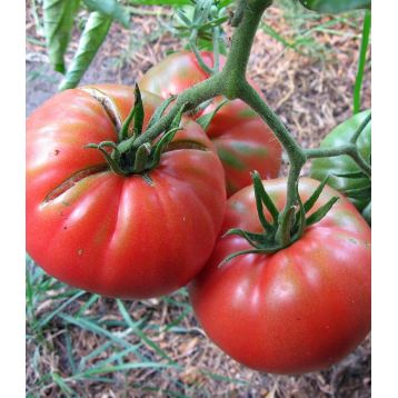Канары семена томата индет. среднего 112-118 дн. сердц. до 800 гр. (GL Seeds)