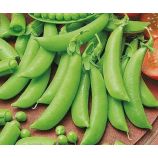 Иловецкий семена гороха сахарного среднераннего 60-70 дн. (Семена Украина)