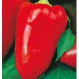 Ласточка семена перца сладкого тип Венгерский среднего 120-140 дн. 70-100 гр. 5-7 мм салатов/красн (Семена Украины)