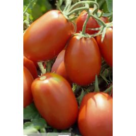Транс Рио семена томата дет. раннего 92-97 дн. слив. 80-100 гр. (GL Seeds)