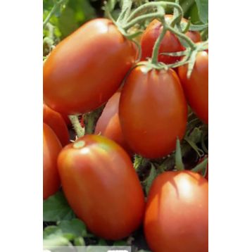 Транс Рио семена томата дет. раннего 92-97 дн. слив. 80-100 гр. (GL Seeds)
