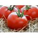Фартовый семена томата индет. раннего окр. 180-250 гр. (GL Seeds)