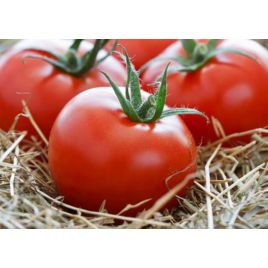 Фартовый семена томата индет. раннего окр. 180-250 гр. (GL Seeds)