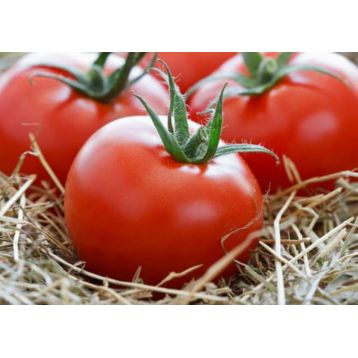 Фартовый семена томата индет. раннего окр. 180-250 гр. (GL Seeds)
