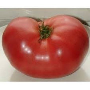 Японский краб семена томата индет. среднего окр. 250-350 гр. роз. (GL Seeds)
