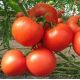 Убойная сила семена томата дет. раннего 100-110 дн. окр. 170-200 гр. (GL Seeds)