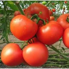 Убойная сила семена томата дет. раннего 100-110 дн. окр. 170-200 гр. (GL Seeds)