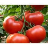Фермерский семена томата полудет. раннего 87-112 дн. окр. 150-200 гр. (GL Seeds)