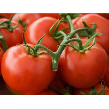 Уникальный семена томата индет. раннего 93-105 дн. окр. 100-120 гр. (GL Seeds)