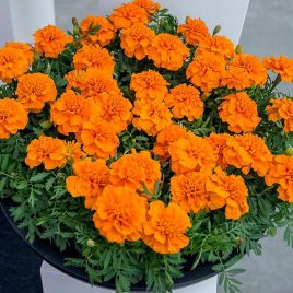 Чорнобривці Чіка помаранчеві (Orange)