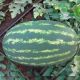 ЛС 1807 F1 (LS 1807 F1) семена арбуза тип кр.св. раннего 13-15 кг овал. (Lucky Seed)