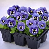 Дельта F1 марина семена виолы (Syngenta)