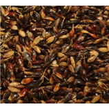 Суданська трава насіння (Насіння України)