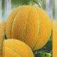 Бест Джамбо (Эфиопка) семена дыни (Hortus)