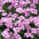 Незабудка Сильва розовая (Pink)