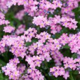 Незабудка Сильва розовая (Pink)