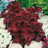 Черный дракон семена колеуса (GL Seeds)