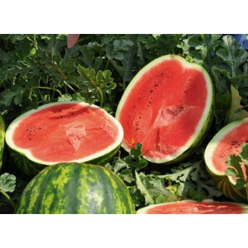 Керрол F1 насіння кавуна тип кр.св. раннього 62-65 днів 7-9 кг окр. (Rijk Zwaan)