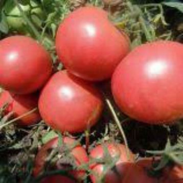 Манси F1 семена томата дет окр роз 200-250 г (Solare Sementi)