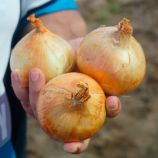 Балстар F1 семена лука озимого (Seminis)