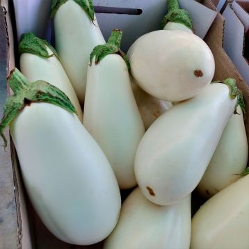 Бибо F1 семена баклажана (Seminis)