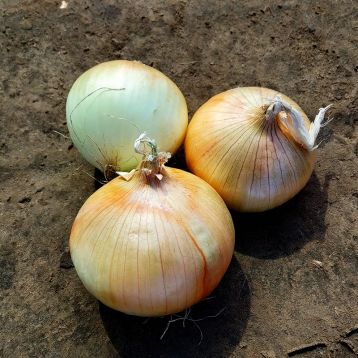 CRX 2554 F1 семена лука озимого ультрараннего плоск.-окр. (Cora Seeds)