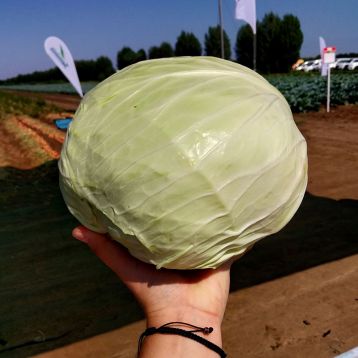 Мензанія F1 насіння капусти білоголової (Seminis)